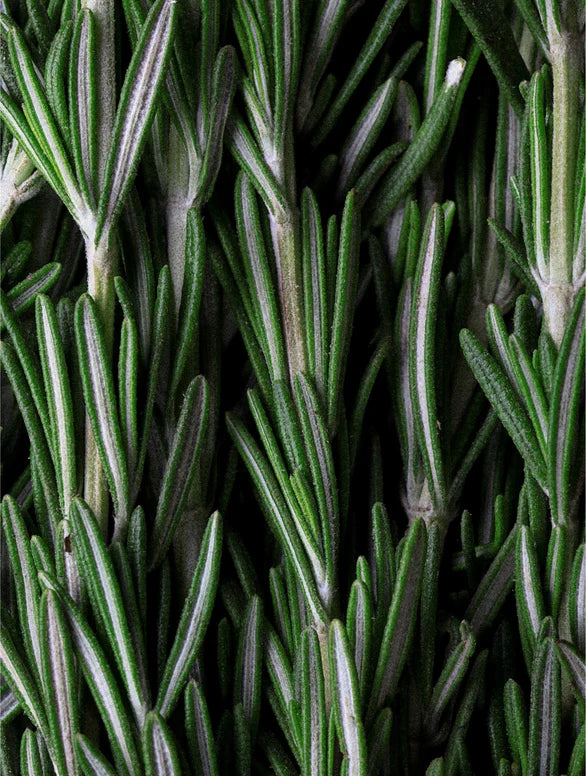 Brins de romarin frais