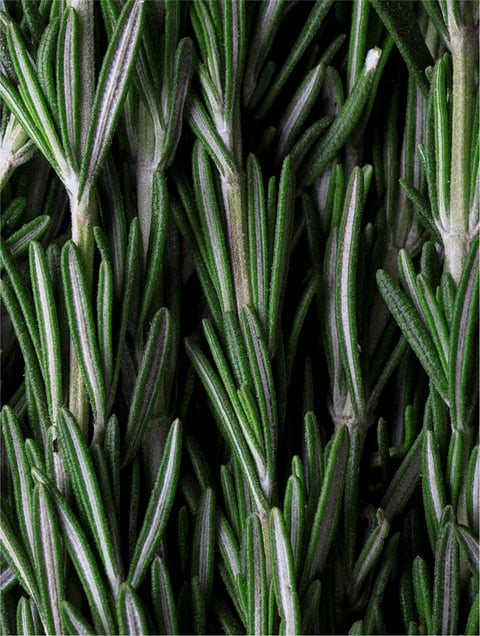 Brins de romarin frais